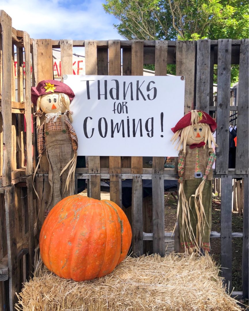 【オアフ ワイマナロ】初めてのパンプキンパッチ体験！ Waimanalo Country Farm(ワイマナロ